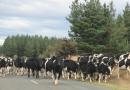 Sharing the road with cows
